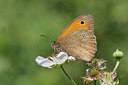 BUITEN BEELD Foto: 258786