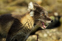 BUITEN BEELD Foto: 258873