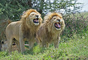 BUITEN BEELD Foto: 258874