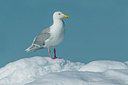 BUITEN BEELD Foto: 258883