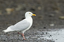 BUITEN BEELD Foto: 258885