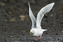 BUITEN BEELD Foto: 258886