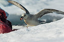 BUITEN BEELD Foto: 258905
