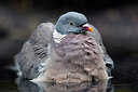 BUITEN BEELD Foto: 258980