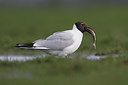 BUITEN BEELD Foto: 258988
