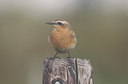 BUITEN BEELD Foto: 25105