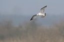 BUITEN BEELD Foto: 25419