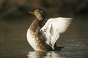 BUITEN BEELD Foto: 25434