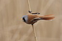 BUITEN BEELD Foto: 25547