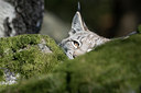 BUITEN BEELD Foto: 25563