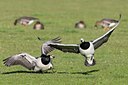 BUITEN BEELD Foto: 25579