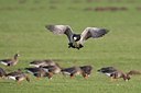 BUITEN BEELD Foto: 25581