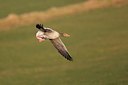 BUITEN BEELD Foto: 25592