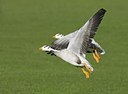 BUITEN BEELD Foto: 25594