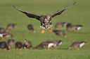 BUITEN BEELD Foto: 25599