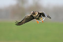 BUITEN BEELD Foto: 25603