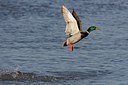 BUITEN BEELD Foto: 25605
