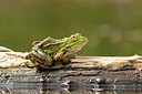 BUITEN BEELD Foto: 25639