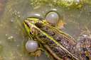 BUITEN BEELD Foto: 25641