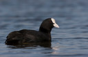 BUITEN BEELD Foto: 25739