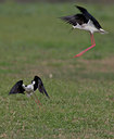 BUITEN BEELD Foto: 25785