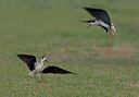 BUITEN BEELD Foto: 25788