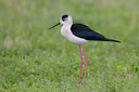 BUITEN BEELD Foto: 25793