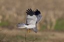 BUITEN BEELD Foto: 25982