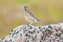 BUITEN BEELD Foto: 259055