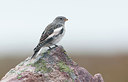 BUITEN BEELD Foto: 259056