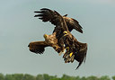 BUITEN BEELD Foto: 259105