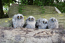 BUITEN BEELD Foto: 259199