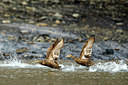BUITEN BEELD Foto: 259253