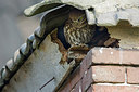 BUITEN BEELD Foto: 259283