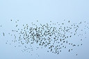 BUITEN BEELD Foto: 259324