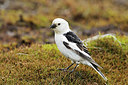 BUITEN BEELD Foto: 259352