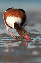 BUITEN BEELD Foto: 259372