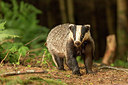 BUITEN BEELD Foto: 259401