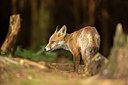 BUITEN BEELD Foto: 259408