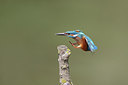 BUITEN BEELD Foto: 259452