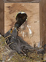 BUITEN BEELD Foto: 259528