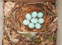 BUITEN BEELD Foto: 259556