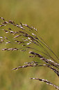 BUITEN BEELD Foto: 259570