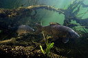 BUITEN BEELD Foto: 259696
