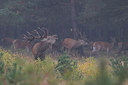 BUITEN BEELD Foto: 260430