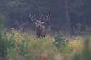 BUITEN BEELD Foto: 260431