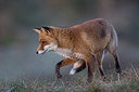 BUITEN BEELD Foto: 260440