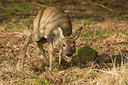 BUITEN BEELD Foto: 260461