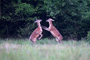 BUITEN BEELD Foto: 260951