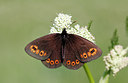 BUITEN BEELD Foto: 261002